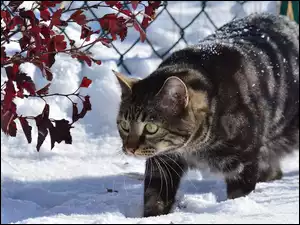Kot w śniegu na spacerku