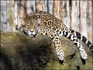 Jaguar odpoczywa na skale