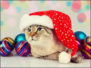 Kotek z bombkami w czapce Mikołaja