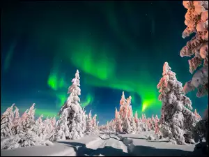 Zorza polarna nad ośnieżonymi drzewami