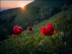 Kwiaty na zboczu góry w blasku zachodzącego słońca