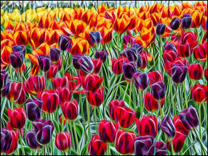 Tulipany w grafice fractalius