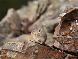 Mała myszka na kamieniu pokrytym pleśnią