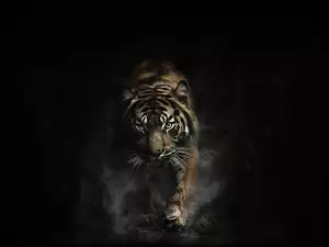 Biegnący tygrys na czarnym tle