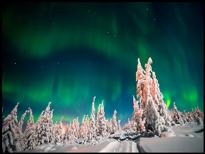 Ośnieżony las w świetle zorzy polarnej