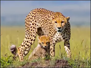 Mama gepard ochrania małe