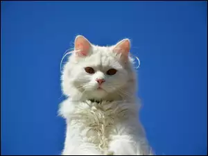 Portret pięknego białego kota na niebieskim tle