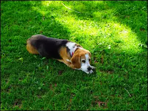 Pies odpoczywa na trawie po męczącym spacerze