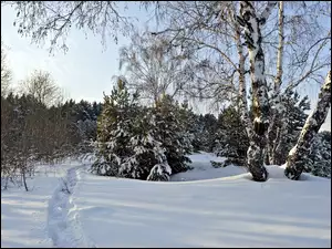 Ośnieżony las i brzozy z wydeptaną ścieżką w śniegu