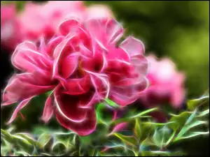 Fractalius różowej róży
