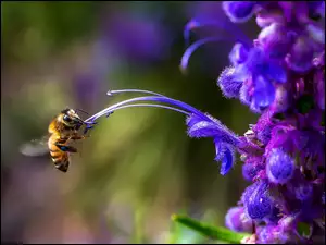 Pszczoła przyleciała na fioletowy kwiatek