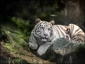 Biały tygrys bengalski leży na kamieniach