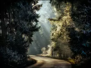 Droga wśród oszronionych drzew w lesie i przebijające się światło