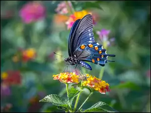 Motyl przyfrunął na kwiaty