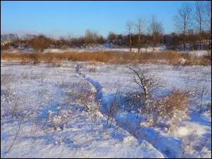 Ścieżka pośród uschniętych roślin przysypanych śniegiem