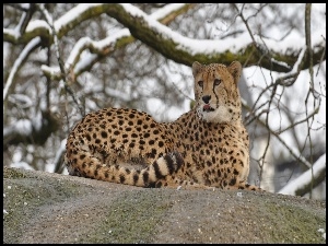 Gepard pod gałęziami
