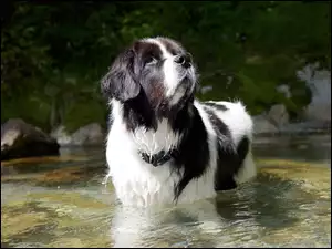 Pies rasy landseer podczas kąpieli w rzece dojrzał intruza nad sobą