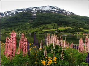 Łubin na łące z widokiem na góry i dolinę Olden w Norwegii