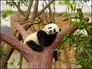 Niedźwiadek panda zasnął na gałęzi drzewa