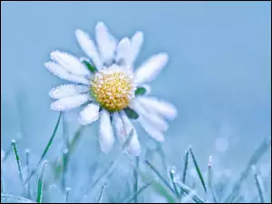 Oszroniony biały kwiat stokrotki w trawie