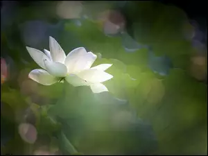 Biały kwiat lotosu wśród liści w zbliżeniu