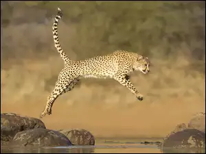 Skok geparda po kamieniach na rozmytym tle