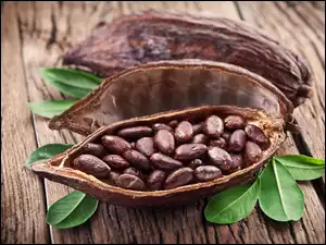 Łupina kakaowca z ziarnami kakao i listki