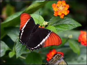 Kolorowy motyl na kwiatku