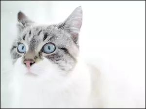 Kot z niebieskimi oczyma