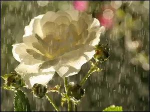 Róża w deszczu