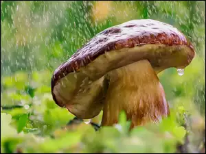 Samotny borowik na deszczu