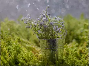Drobne kwiatki w wiaderku na roślinach podczas deszczu