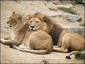 Lew i lwica w czułej pozie