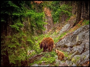 Niedźwiedzica z młodym na spacerze w lesie