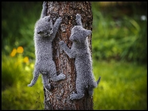 Małe szare kotki wdrapują się na drzewo