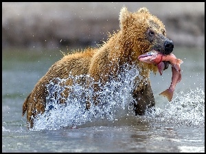 Niedźwiedź z rybą w pysku w rzece