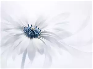 Biały kwiat w grafice makro