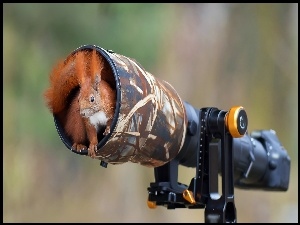 Wiewiórka w obiektywie aparatu