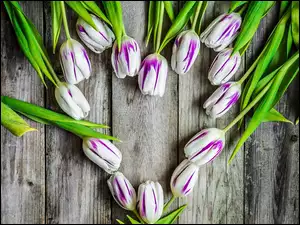 Biało-fioletowe tulipany ułożone w kształcie serca