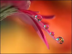 Krople wody na płatku kwiata z bliska