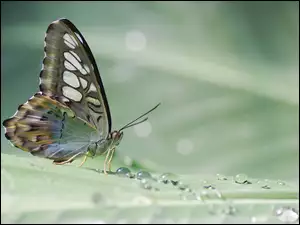 Motyl i krople wody