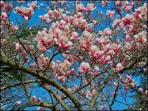 Kwiaty magnolii w pięknym rozkwicie