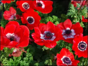 Anemony, Czerwone, Kwiaty