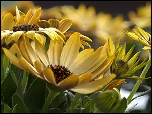 Żółte astrowate kwiaty Arktotis