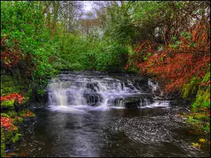 Wodospad pośród drzew i zieleni w angielskim Lancashire