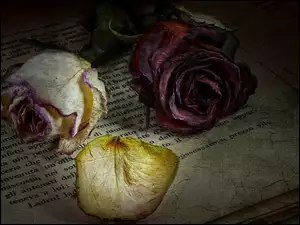 Ususzone róże leżą na książce