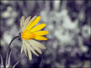 Żółty kwiat z łodyżką na rozmytym tle