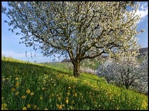 Kwitnące drzewa na wiosennej łące z mniszkiem