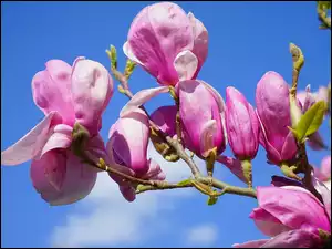 Różowe kwiaty magnolii na tle nieba