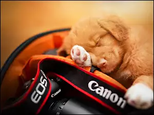 Szczeniak Retriever z Nowej Szkocji zasnął na aparacie fotograficznym marki Canon